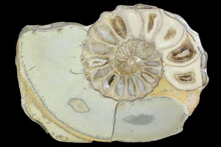 Cut/Polished Calycoceras Ammonite (Half) - Texas #93541